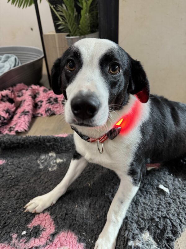 Collier lumineux chien – Image 3