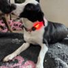 Collier lumineux chien – Image 2