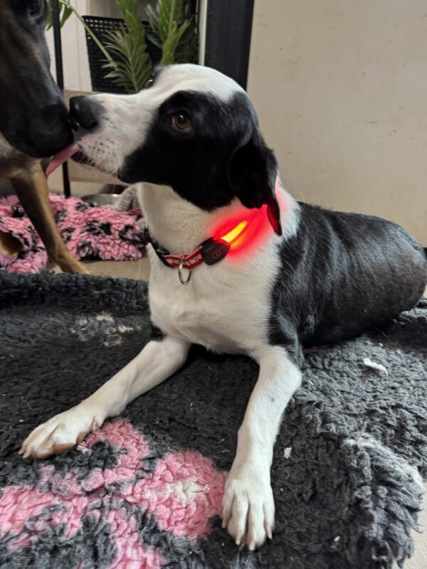 Collier lumineux chien – Image 2